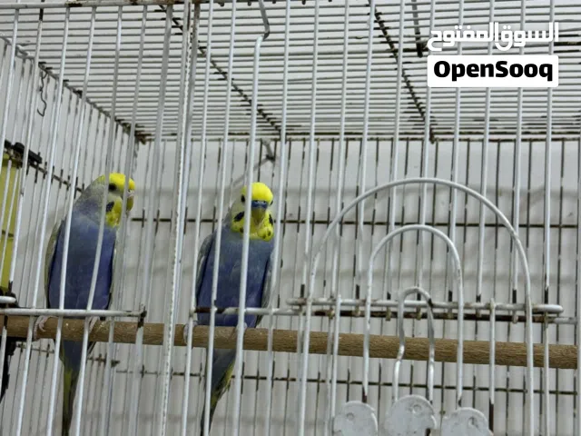 صيور حب للبيع