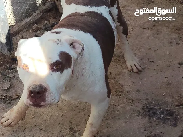ذكور كلاب بيتبول للبيع