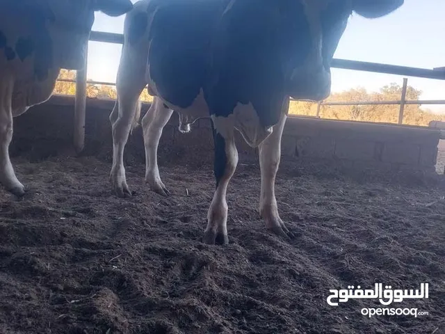 بقره للبيع