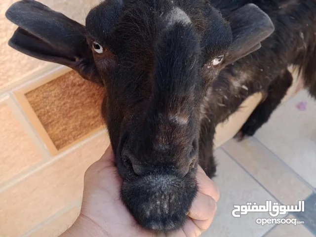 عنزه وتيس شاميات للبيع