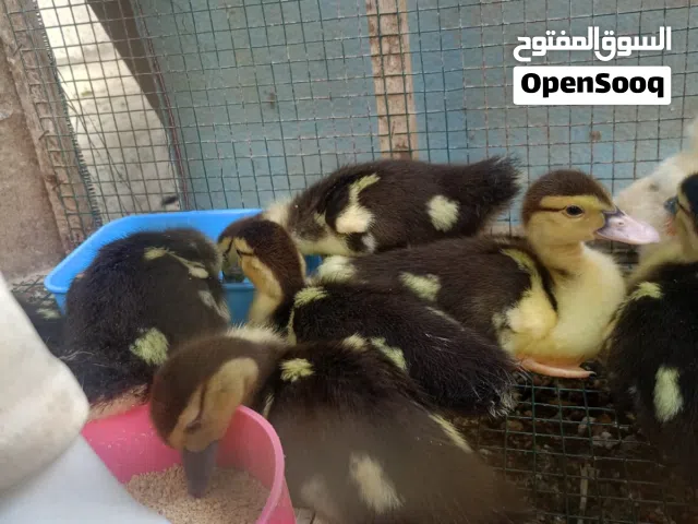 بركاء جنوب الباطنه       السوادي