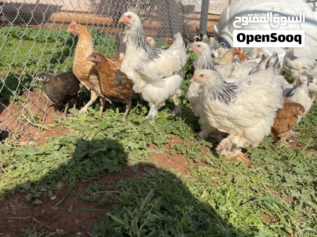 دجاج براهما  نخب النخب للبيع