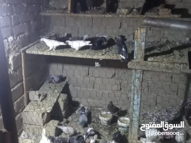 حمام دشش للبيع العدد 60واحد و30زوج و سعر الزوج على 4000