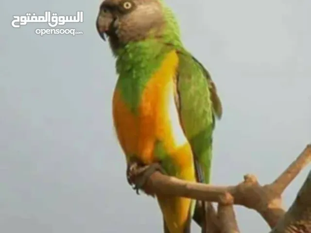 متوفر مجموعة ببغاء المنجاااا 150 الطرف