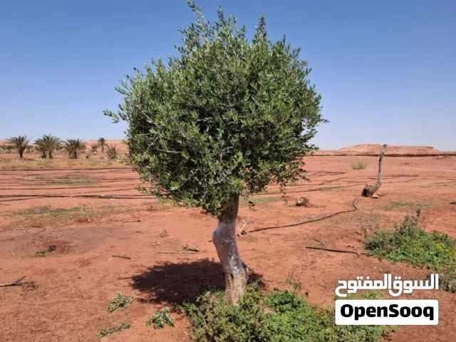 شجر زيتون للبيع معمر