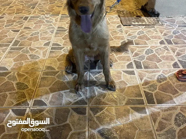 كلب للبيع مطعم مدرب ما خذ حبة الدود ذكر