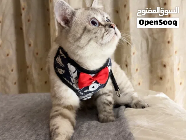 ذكر برتش شورت هير سلفر شيدد 7 شهور مع اغراضه ماخد جميع المطاعيم مع شهاده