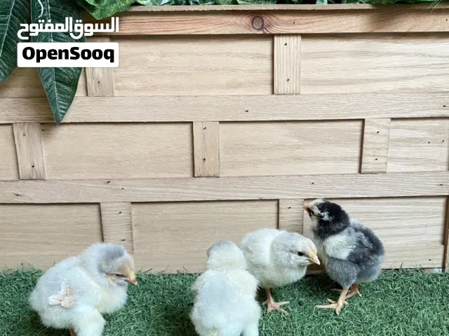 صوص دجاج وايندوت