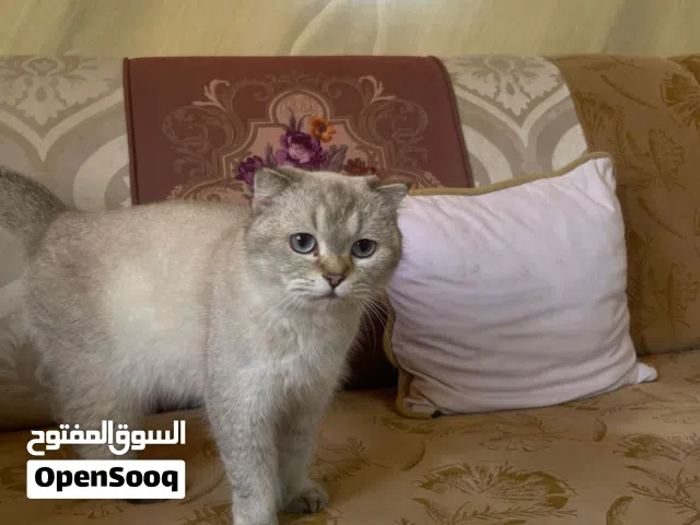 سكوتش بلو بوينت