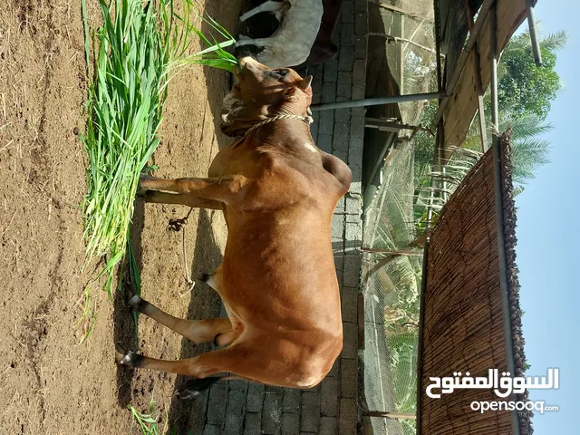 ثور خارجي مطعوم شهرين ونص وان شاء الله فالك طيب .