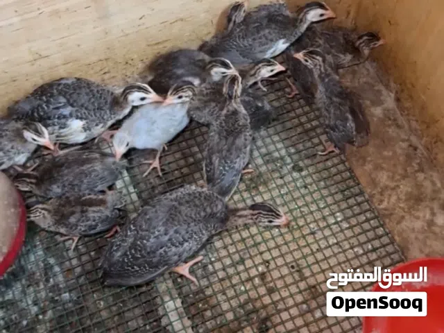 صيصان خيبر.