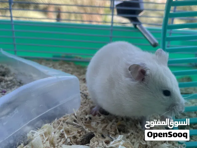 للبيع هامستر ابيض روسي انثى