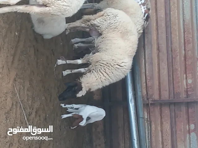 نعجه بركوس صغير تحتها فطيمه ساويمتها في السوق اعطوني 3000د