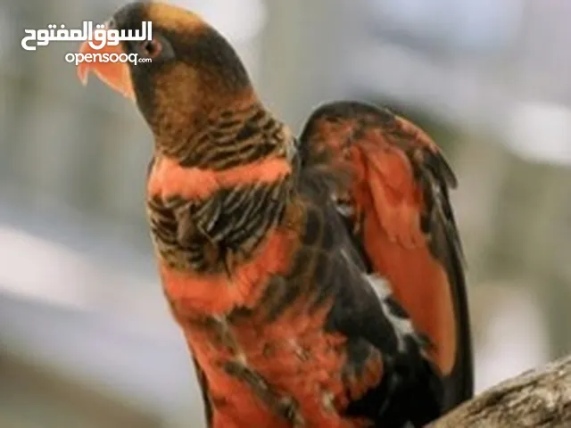 ذكر ببغاء لوري دسكي