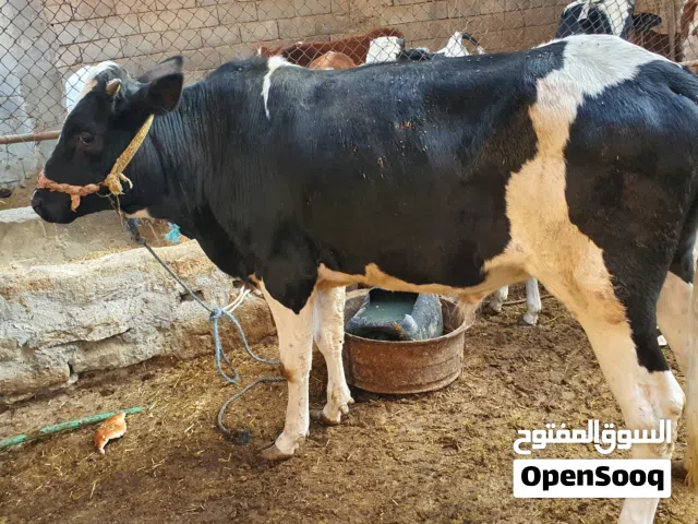 سلام. عليكم  عجوله استرالي درجه اولئ خشنات