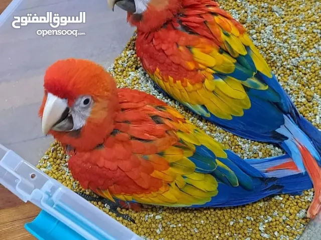 Baby Scarlet Macaw Parrots Available For Sale, handfed, 2-4 months old