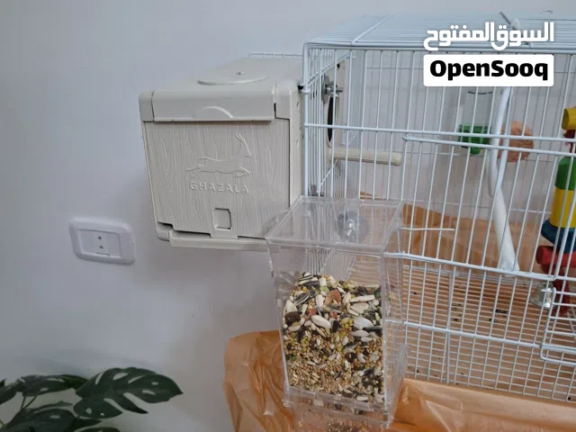 طائر روز للبيع