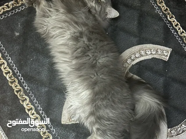 قط ذكر هملايا