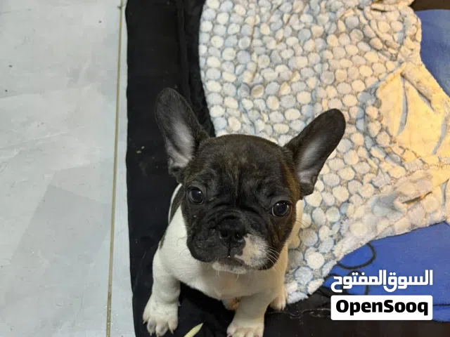 For sale French bulldog