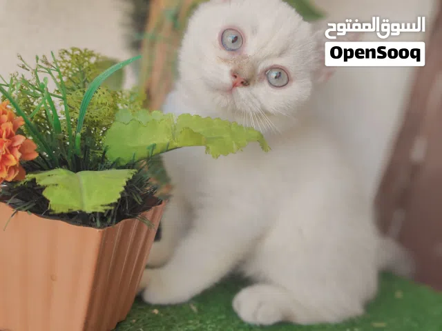 قطط سكوتش ستريت جولدن بوينت وجولدن ny25