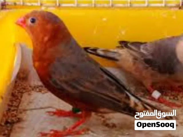 طيرة فل اورنج جامبو