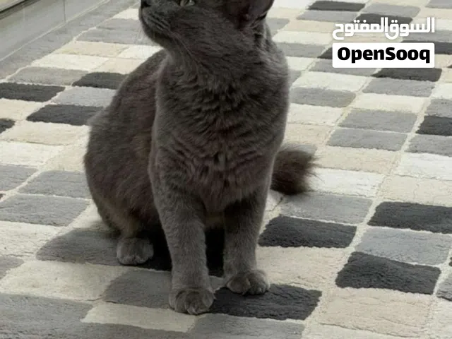 قط روسي ازرق سعره 50 ريال قابل للتفاوض
