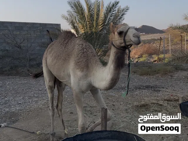 للبيع بكره سمين