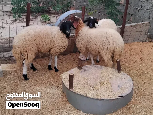 بسم الله  توكلنا على الله  2 فطايم للبيع أعمارهم حوالي 6 شهور معاهم خروف  عمره حوالي 4 شهور
