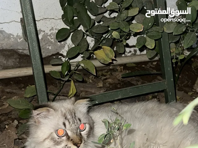 الربع هاذا سكوتش فولد مهجن على هملايا متعود جدا ونشيط عمره سنه ومطعم :الموقع: راس الخيمه الغيل