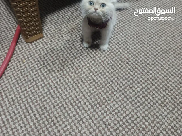 كتن سكوتش فولد اقرأ الوصف شورت هير