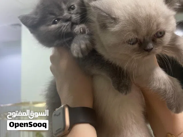 قطط بريتش و هملايا مكس