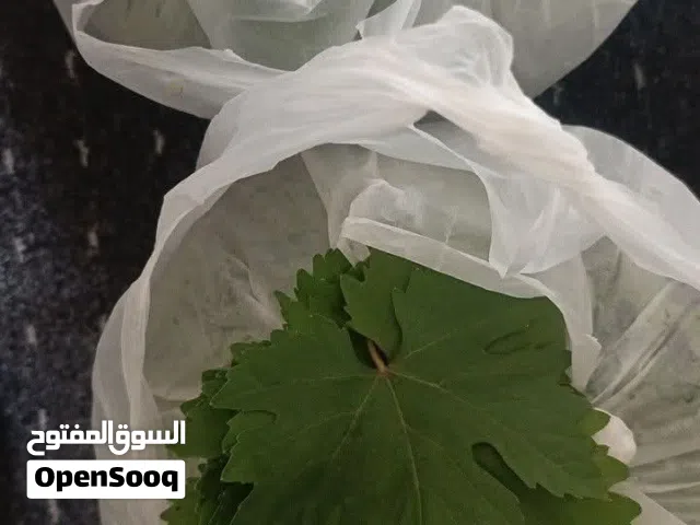 ورق دوالي بلدي سلطي للبيع