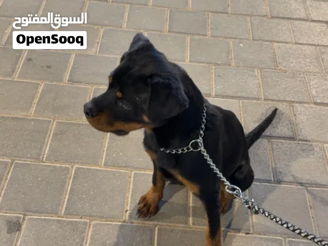 روت وايلر امريكي