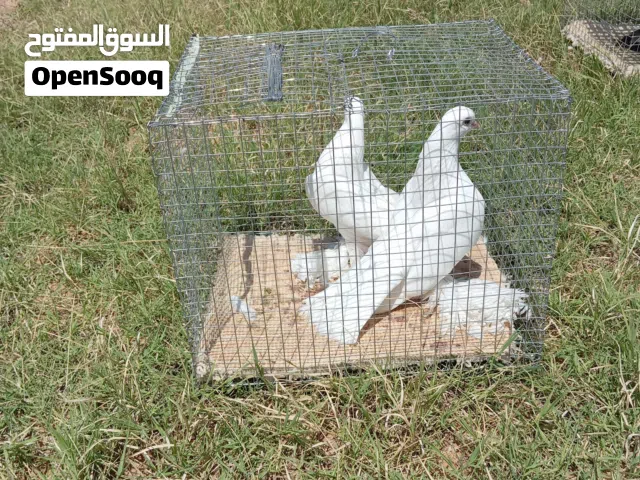 الله يبارك كوبيه هزاز مصوقره