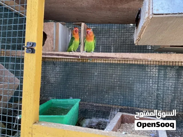 زوج فيتشر للبيع