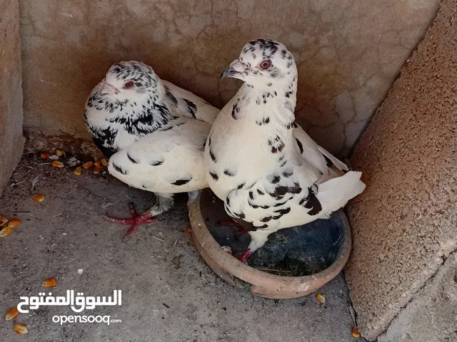 شو نوع الجوز لو سمحتو وكم سعره