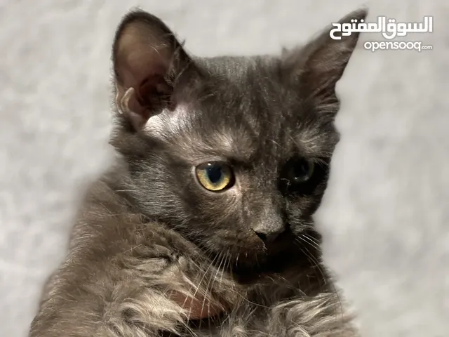 قطط لتبني مجاناً اعمارهم اقل من شهرين