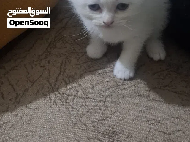 قطط للبيع بدعي سفر