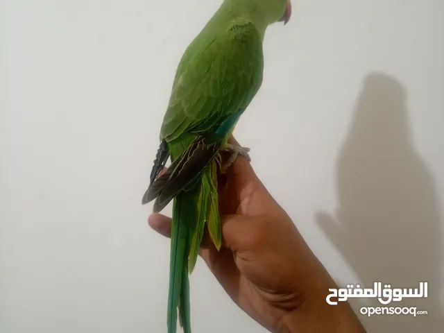 فرخ دره هندي اليف 100%