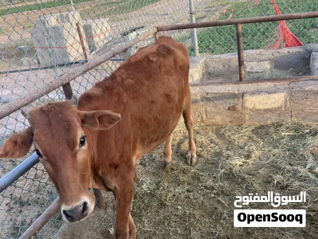 عجلة جيرسي بكر حجم كبير عمر سنة ونصف