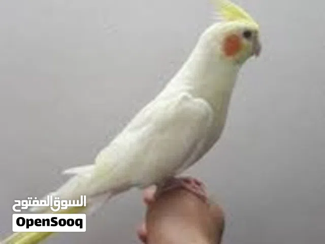كوكتيلات اليفة جدا مدربة مفطومة واهم اشي صحتها حديد وسعرها متناول اليد بضاعة نظيفة اسعارمنطقية نصيحة