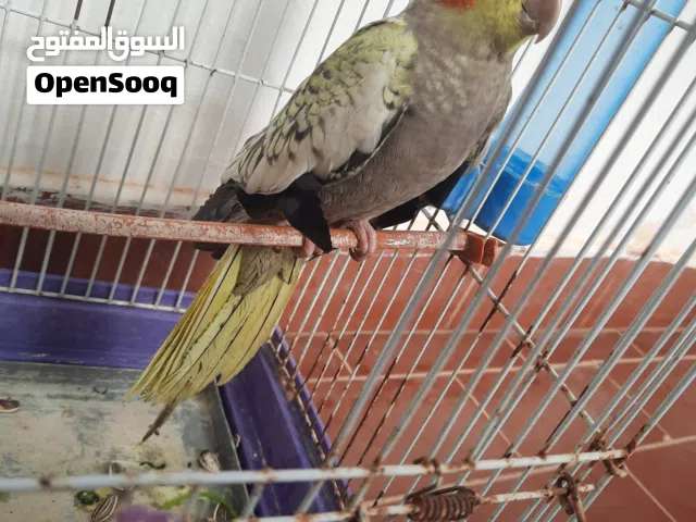 انثى ببغاء كوكتيل