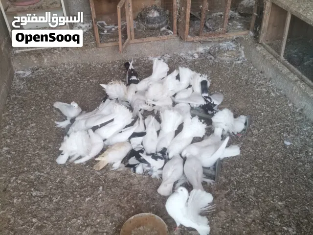 حمام تونسي ومشخشر