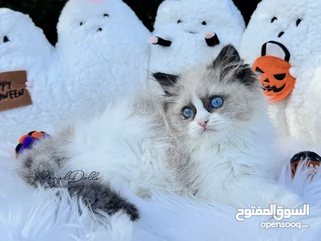 PearlDolls Ragdolls Kittens
