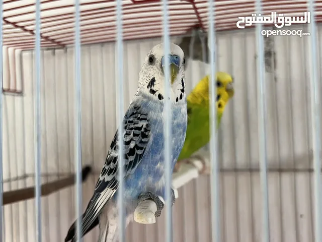 عصافير حب ً