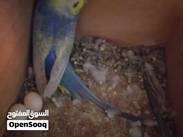 كوبية رينبو بصحة جيدة للبيع بلقفص مصقرات بسم الله