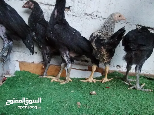 خمس فراخ باكستاني