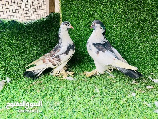 كوبيا هزار ربي يبارك غلطه لا