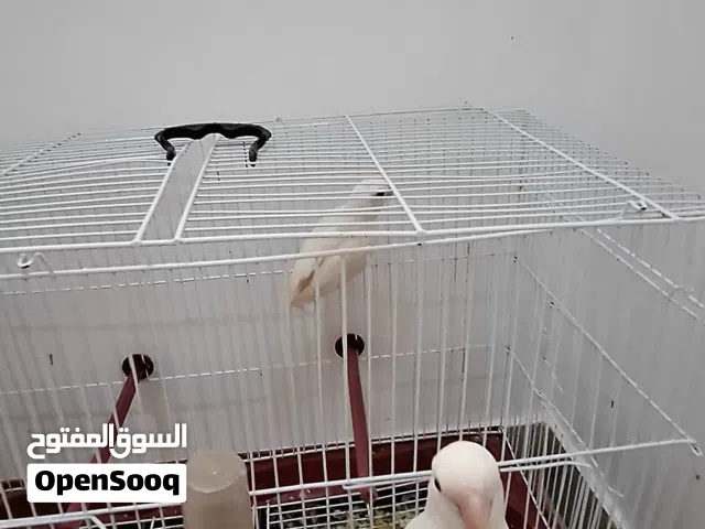 عرض اليوم كوبيا ربي يبارك روز بركاديلو  عين حمرا دكر و انتى   كوبيا ربي يبارك السعر حرق
