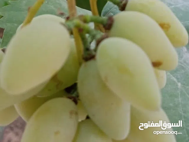 تقليم اشجار